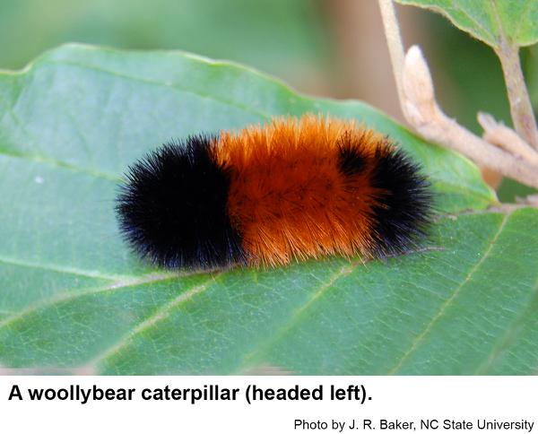 Banded woollybear caterpillar
